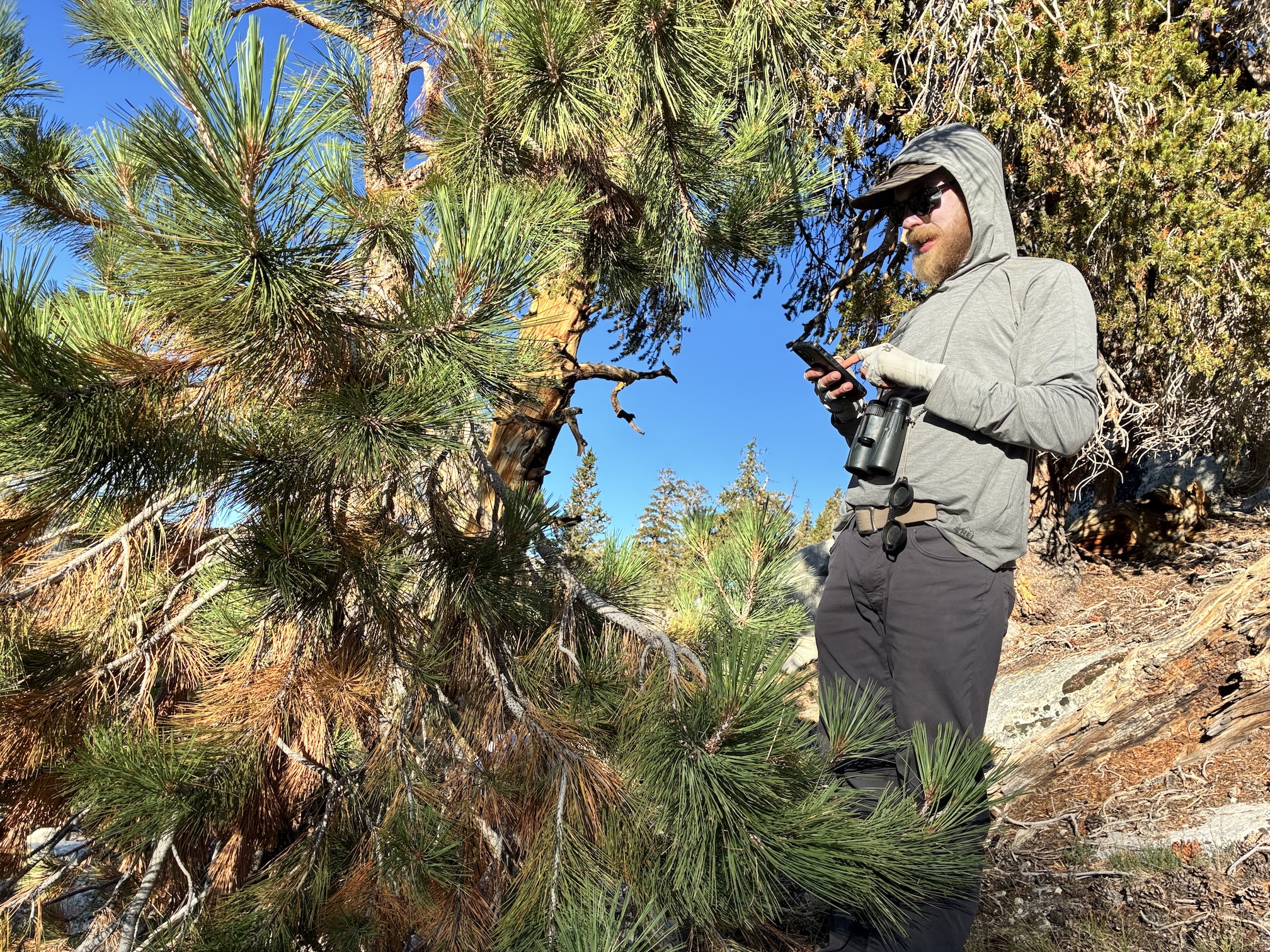man in gray hooded shirt, hat and sunglasses holds a phone standing next to Jeffrey pine tree in mountains