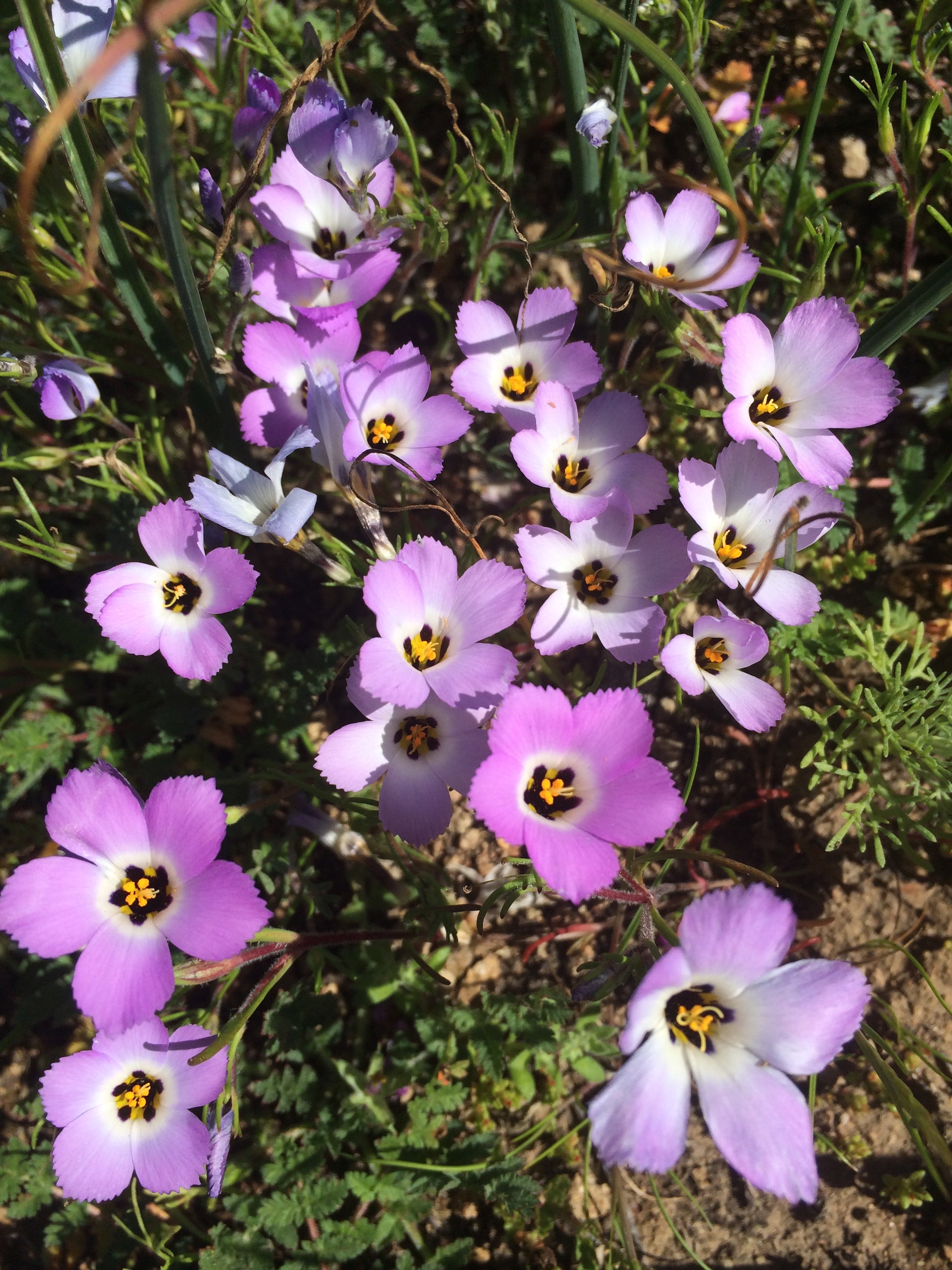 ground pink, a native flower, grows in a cluster outside