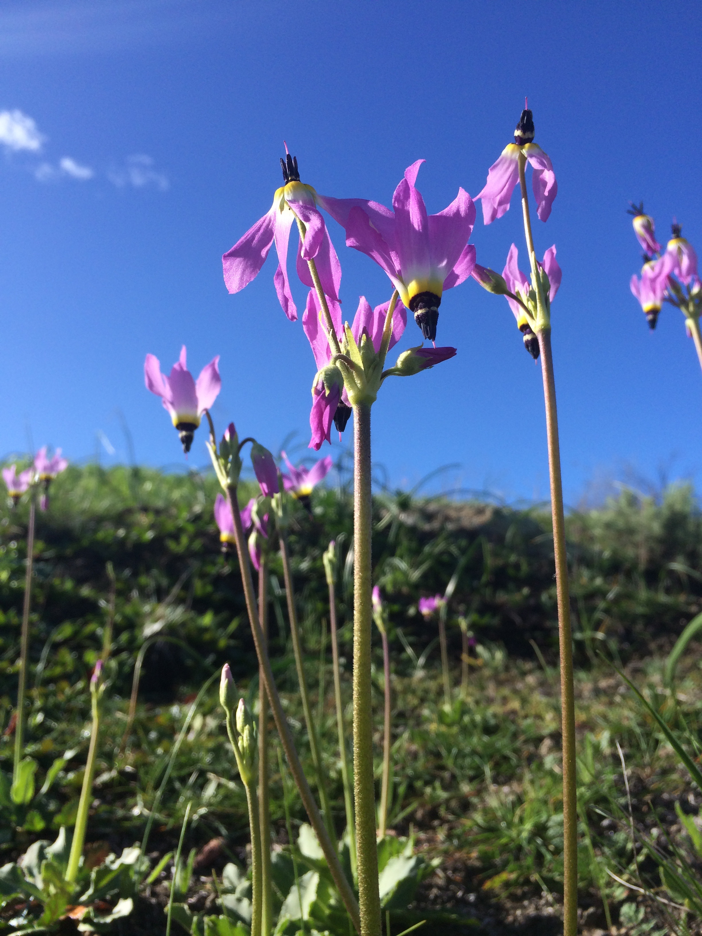 Purple stars, a native plants flowers in the Santa Monica Mountains