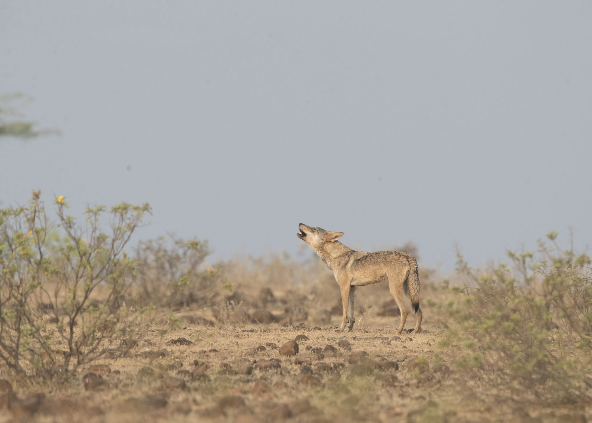 An Indian wolf howls in a grassland