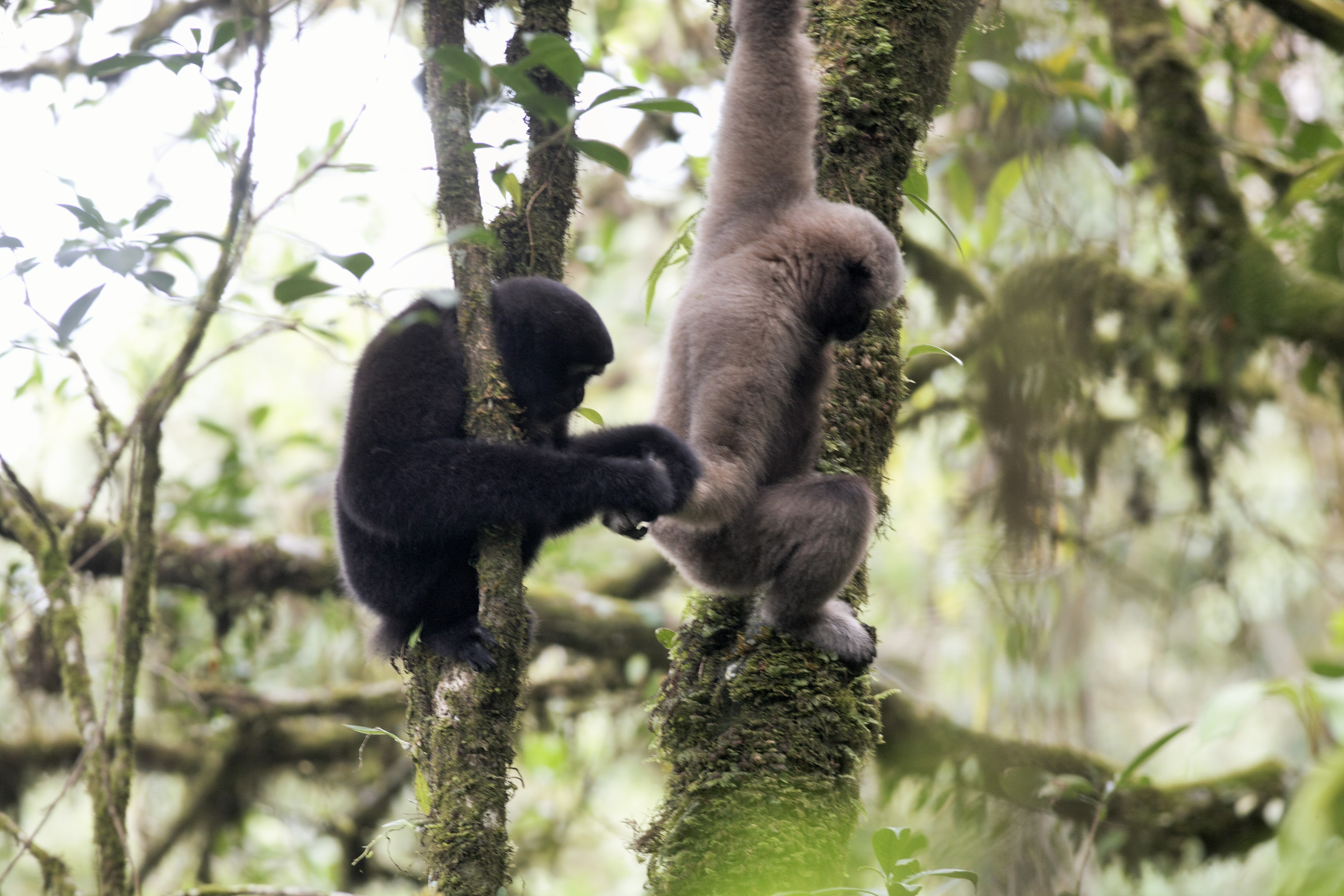 Pair of Eastern hoolock gibbons on tree branch in foret