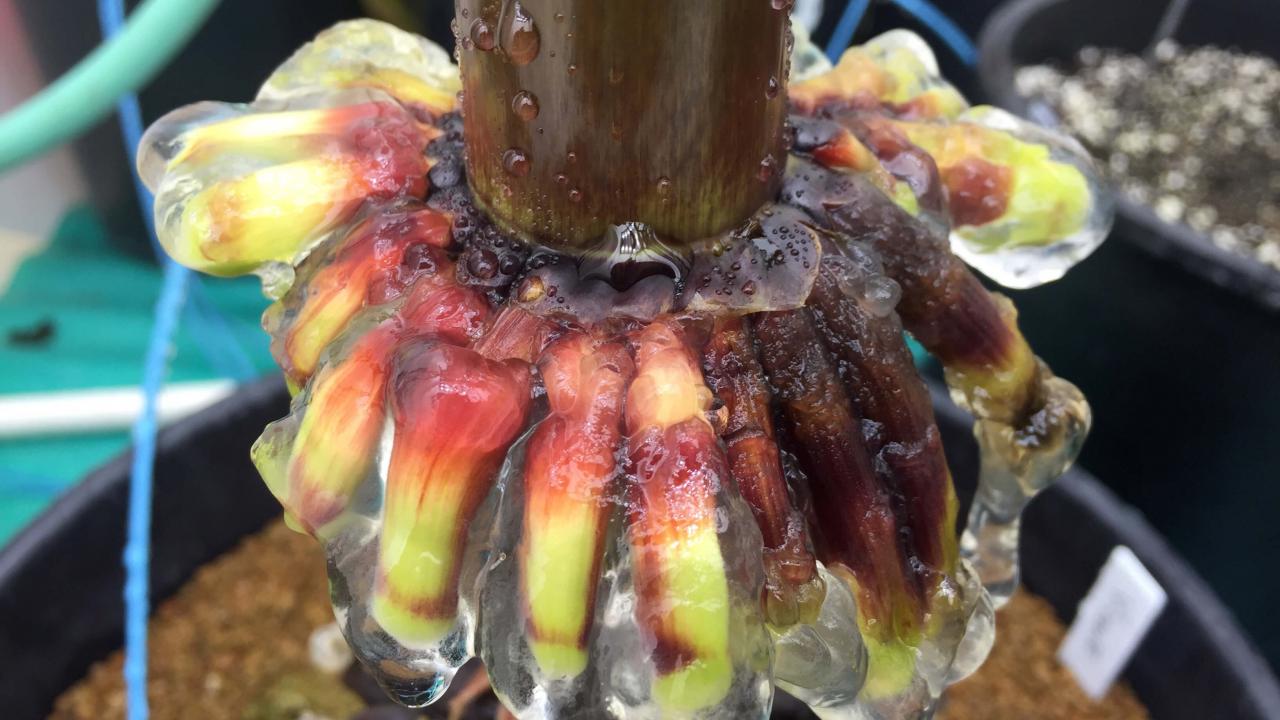 Tropical corn covered in sugar-rich mucilage