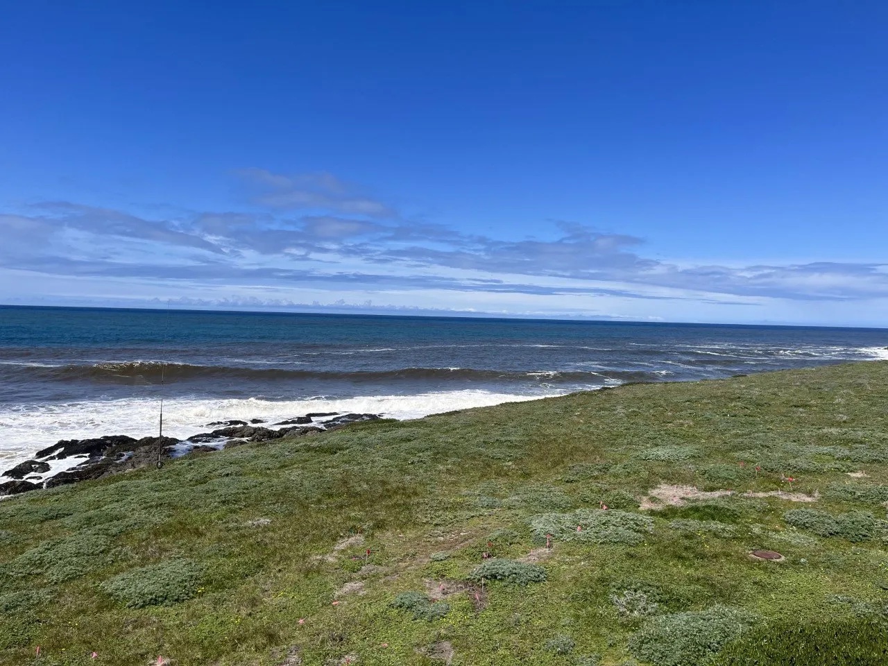 A wave of reddish-brown waters rolls toward the rocks and grassy coastline of Bodega Natural Reserve.