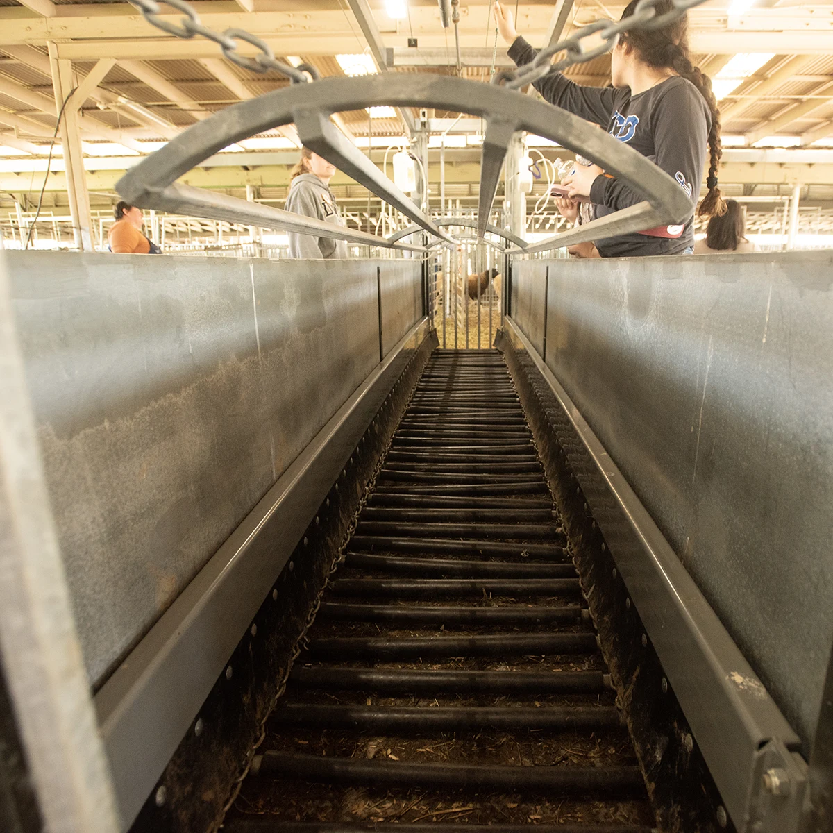 Livestock chute with slatted metal floor and worker pulling overhead rope.
