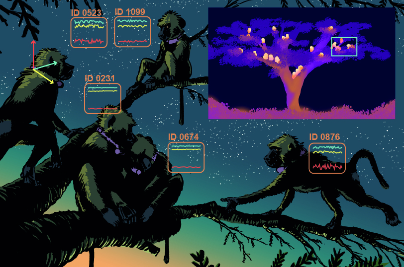 Graphic of baboons in a tree at night with accelerometer and infrared data.