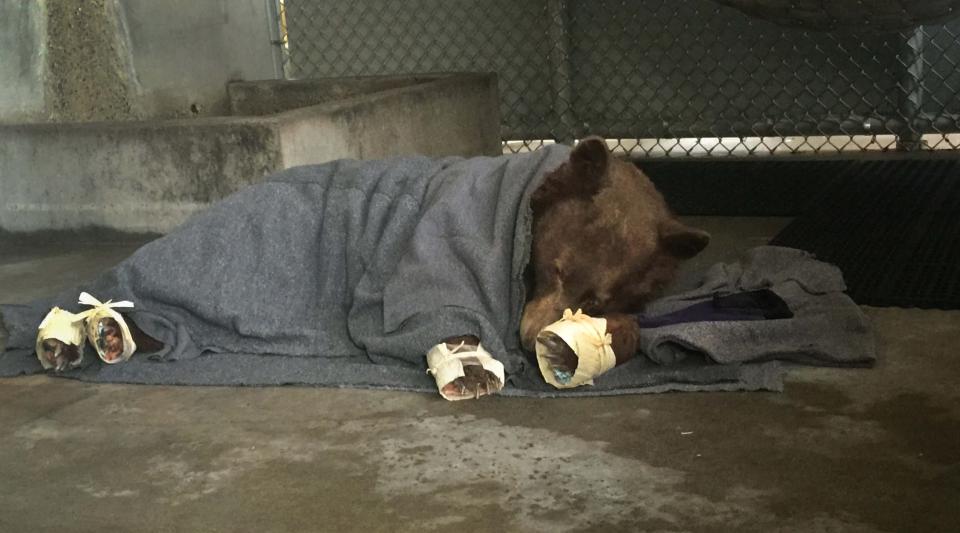 bear in enclosure with fish skin on paws