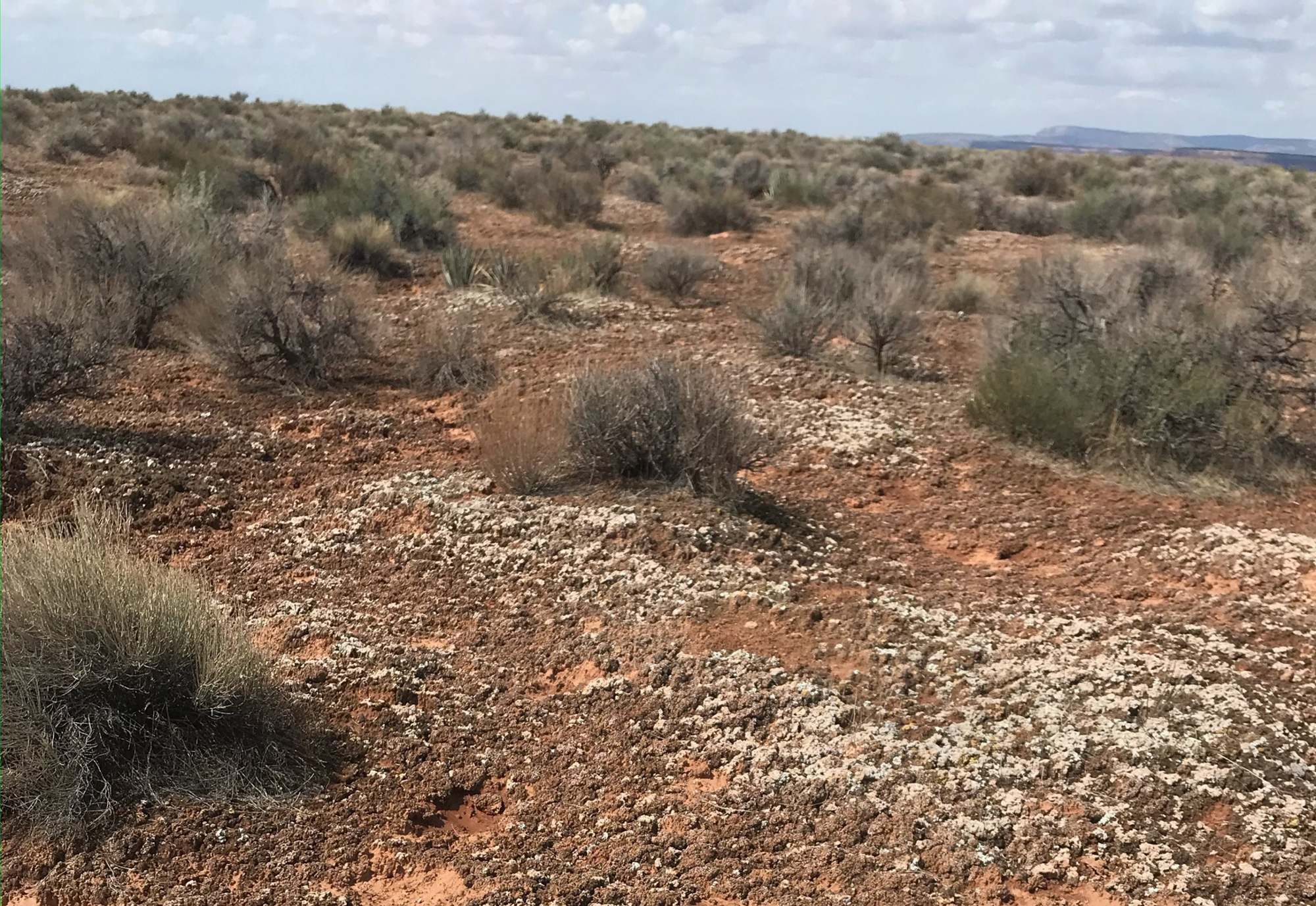 Biological soil crust, or biocrust, interspersed with vegetation