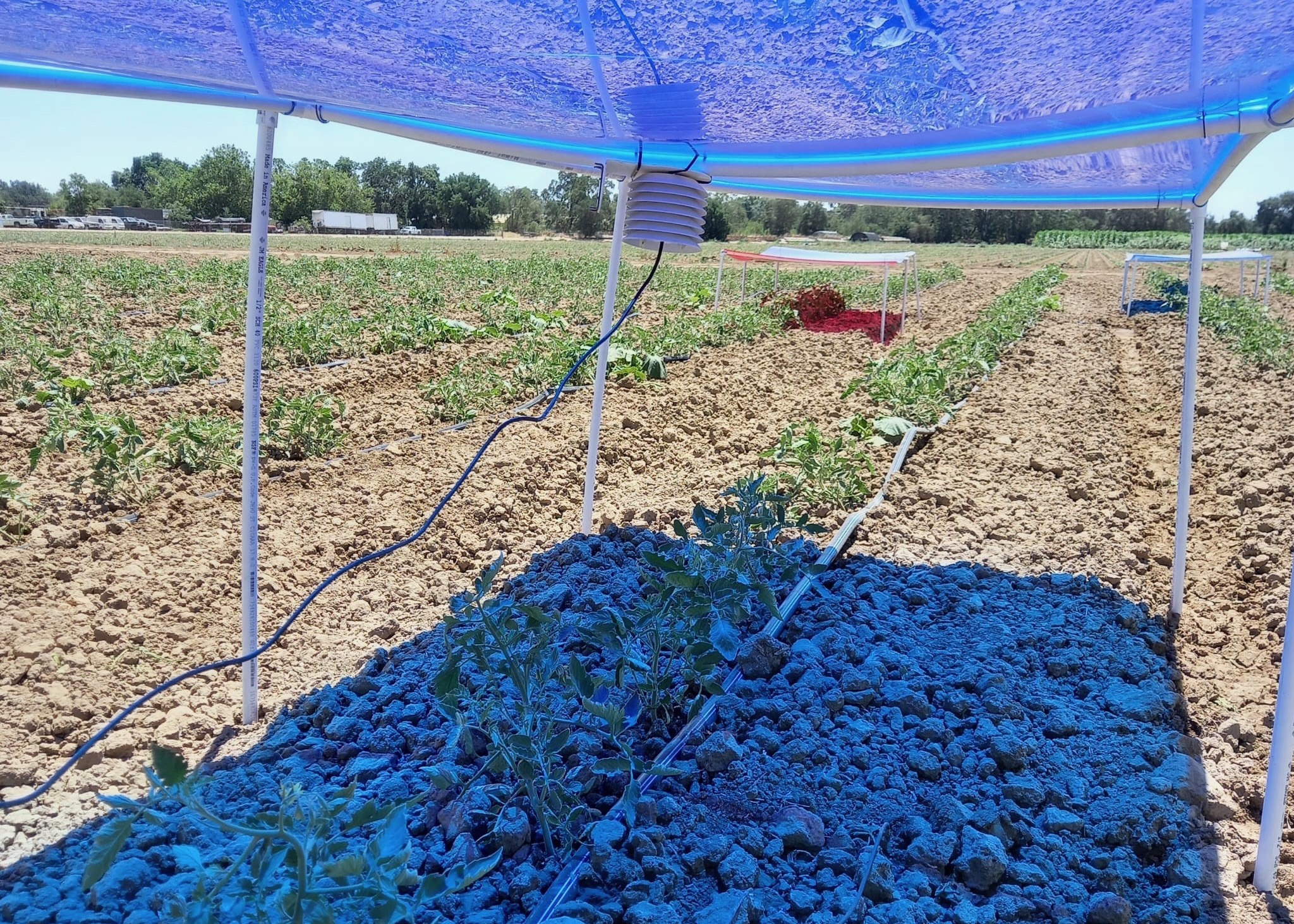 Solar filters in agrivoltaic system cast blue light on tomato plants at UC Davis research field