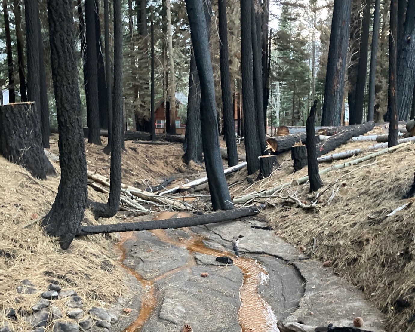 trickles of brown water run through gully in a burned forest, where several stands of blackened trees remain in front of brown house