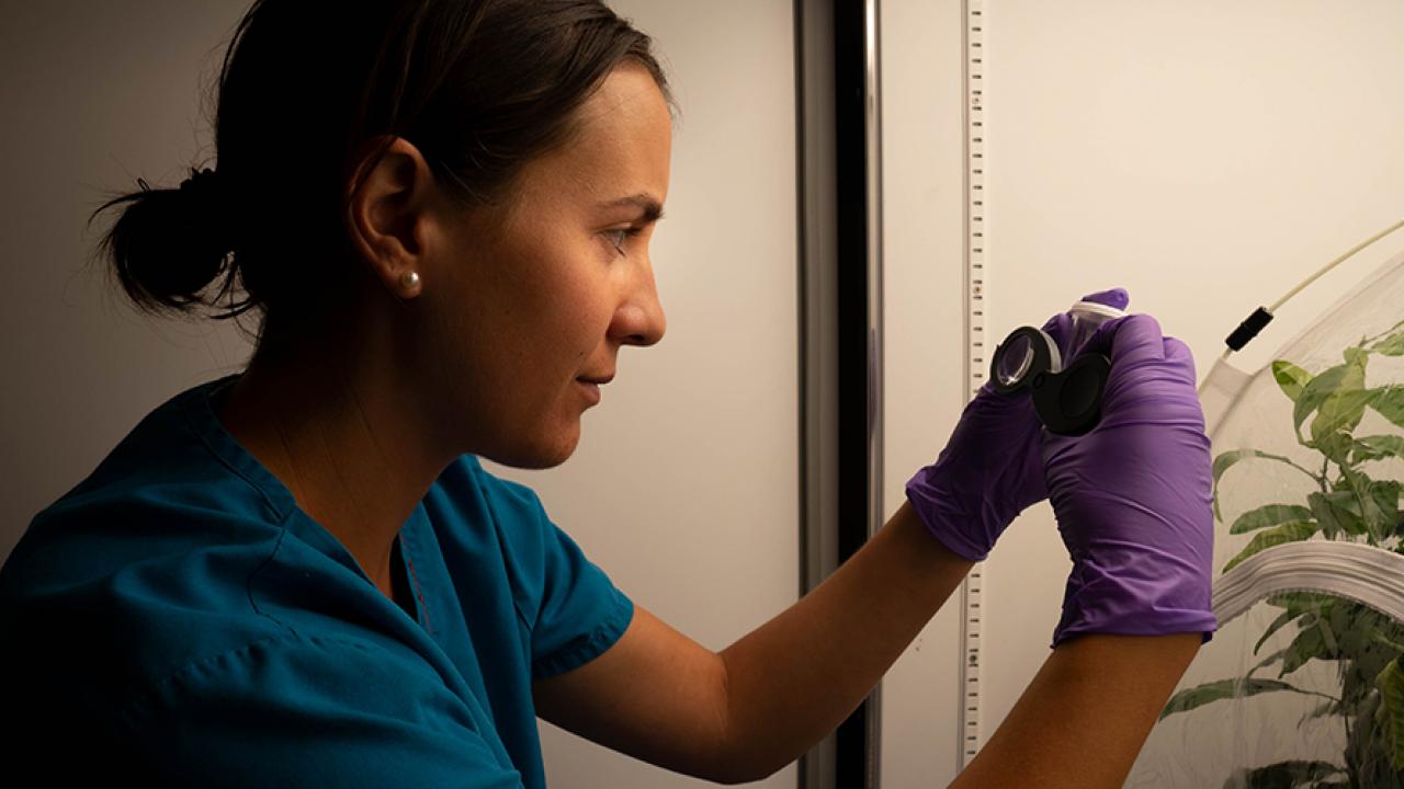 Laurynne Coates examines Asian psyllid