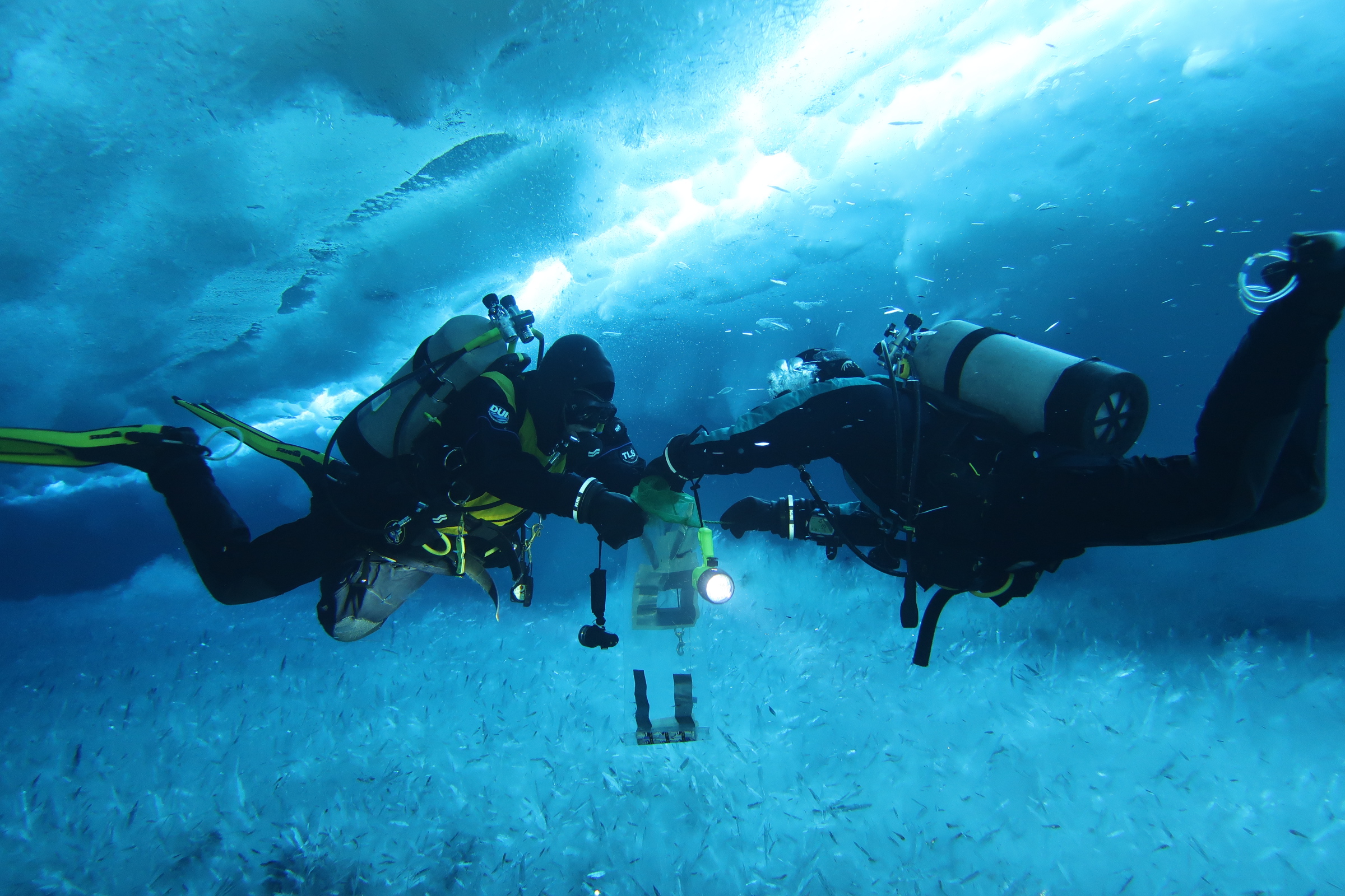Two scientists collect polar fish in Antarctica
