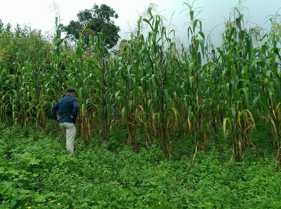 Co-author Javier Lopez with Instituto Tecnolo Âgico del Valle de Oaxaca, in Oaxaca, Mexico inspects field trials in Sierra Mixe region. (Allen Van Deynze/UC Davis)