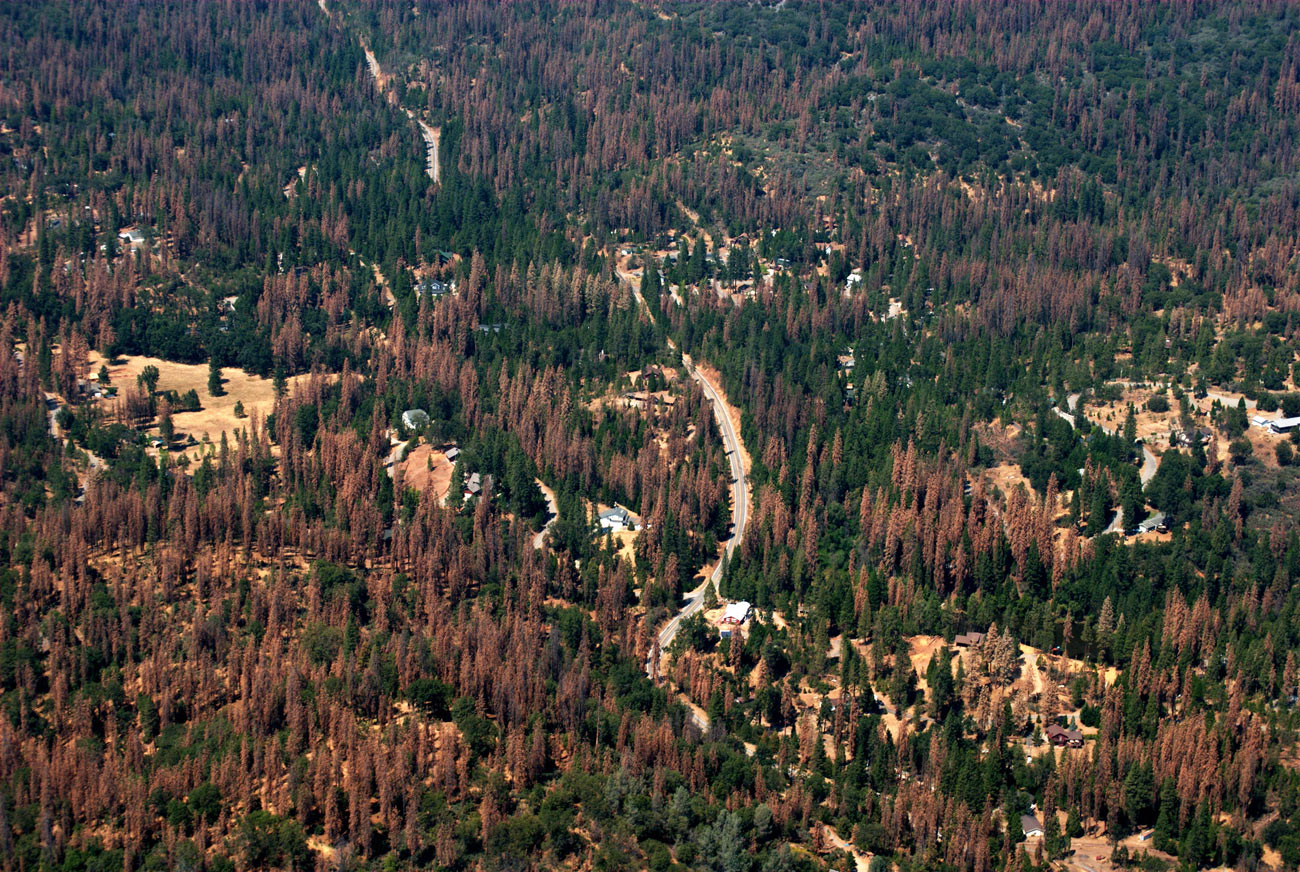 Dead Pine Trees