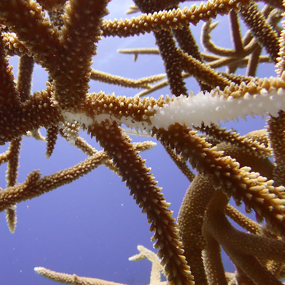 Diseased coral against clear blue water