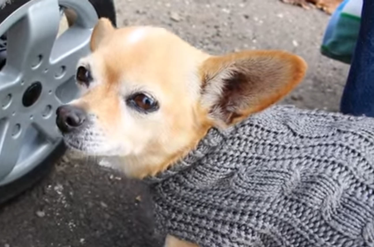 Small dog in gray knit sweater