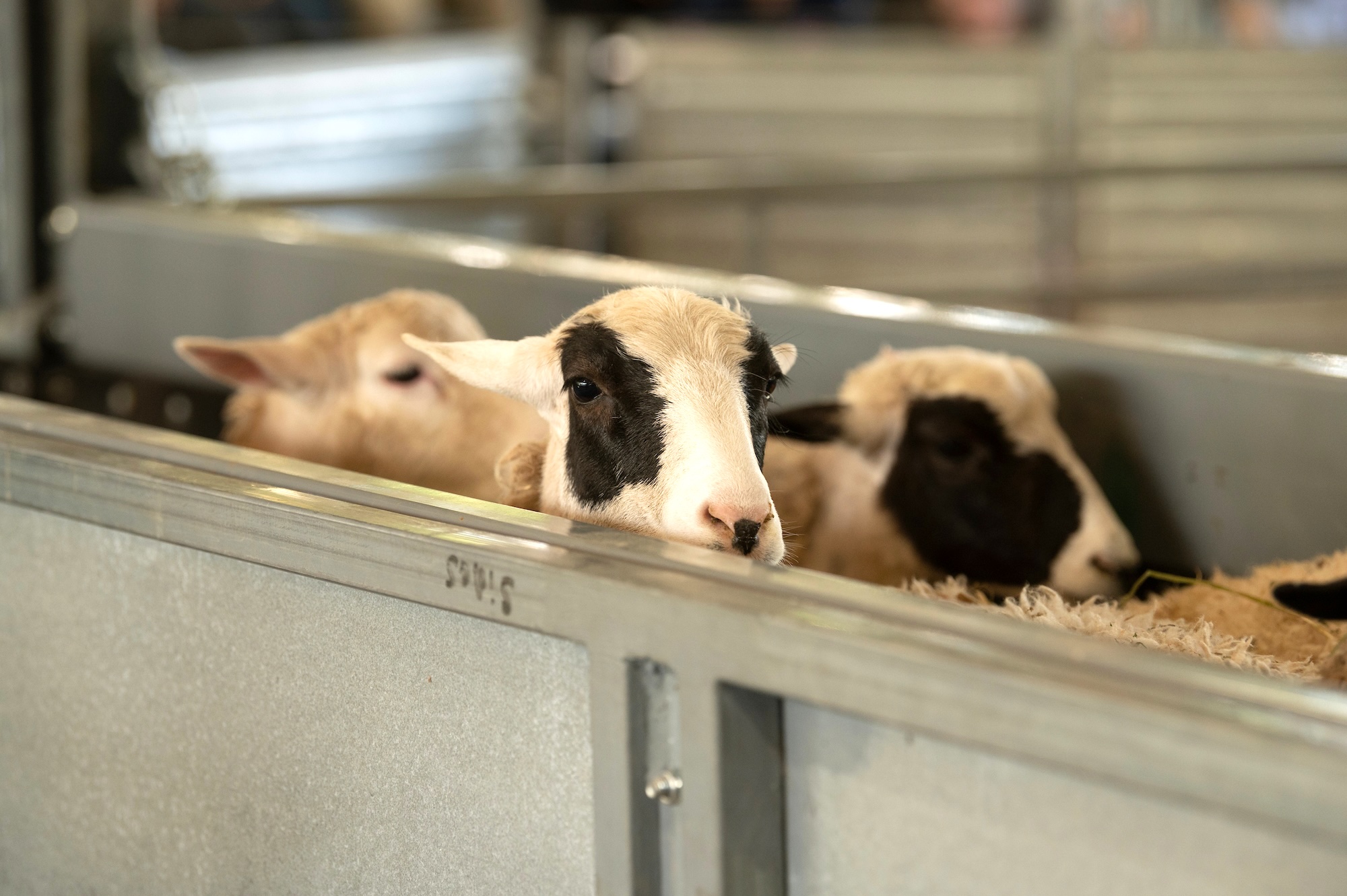 Three sheep peeking over a metal pen, with varying patterns on their faces. Sheep peer over the side of a livestock chute called a bulk handler. Flocking animals prefer to be handled as a group. It prevents stress and improves animal welfare. It also makes health checks easier for ranchers who raise them. (Gregory Urquiaga)