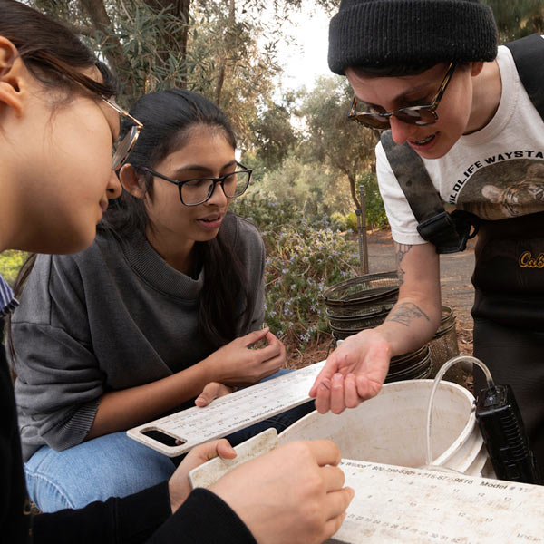 Three students gather in the UC Davis arboretum to examine water samples