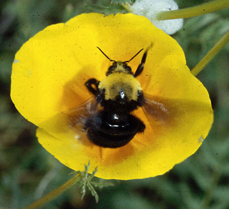 A fuzzy bee with black body and a yellow band across shoulders in the middle of a yellow flower.