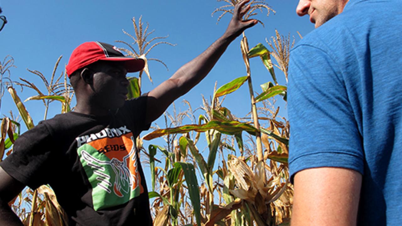 seed rep shows off maize