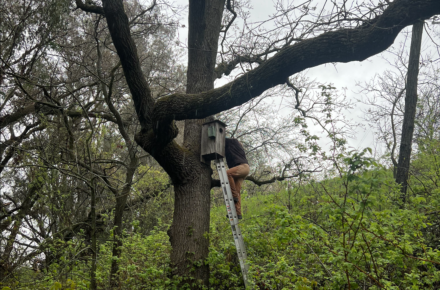 Joe Sweeney checks on his nestbox in a tree