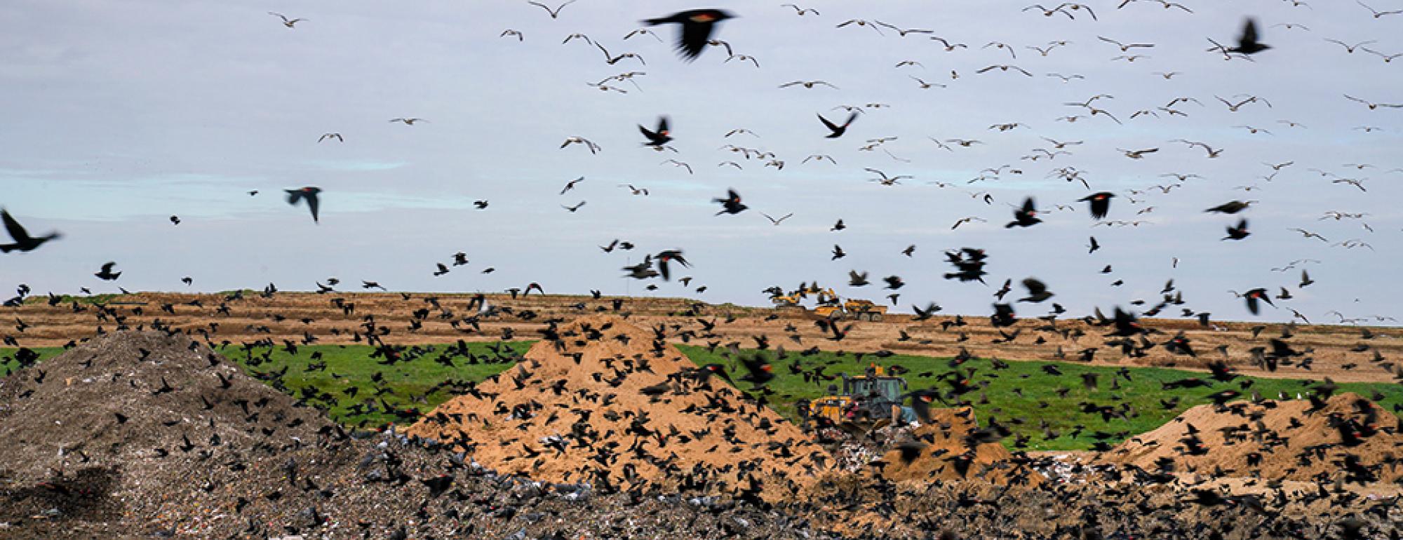 landfill