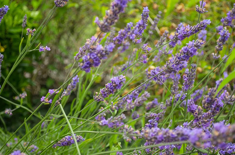 lavender flowers