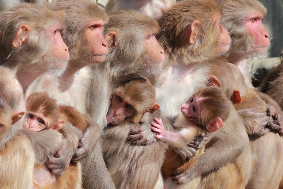 Row of macaque monkeys holding infants