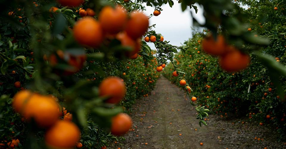 citrus fruits ready for harvest