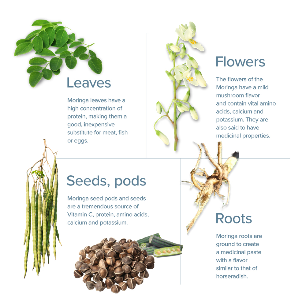 moringa anatomy