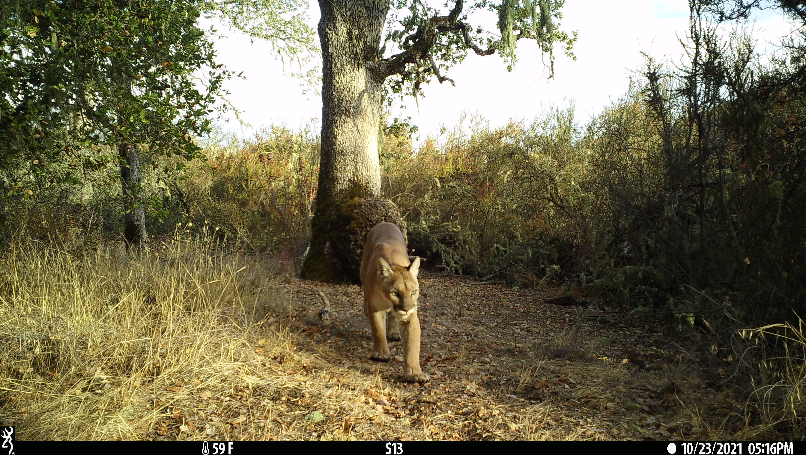 a mountain lion walks away from a tree in a grassy golden field