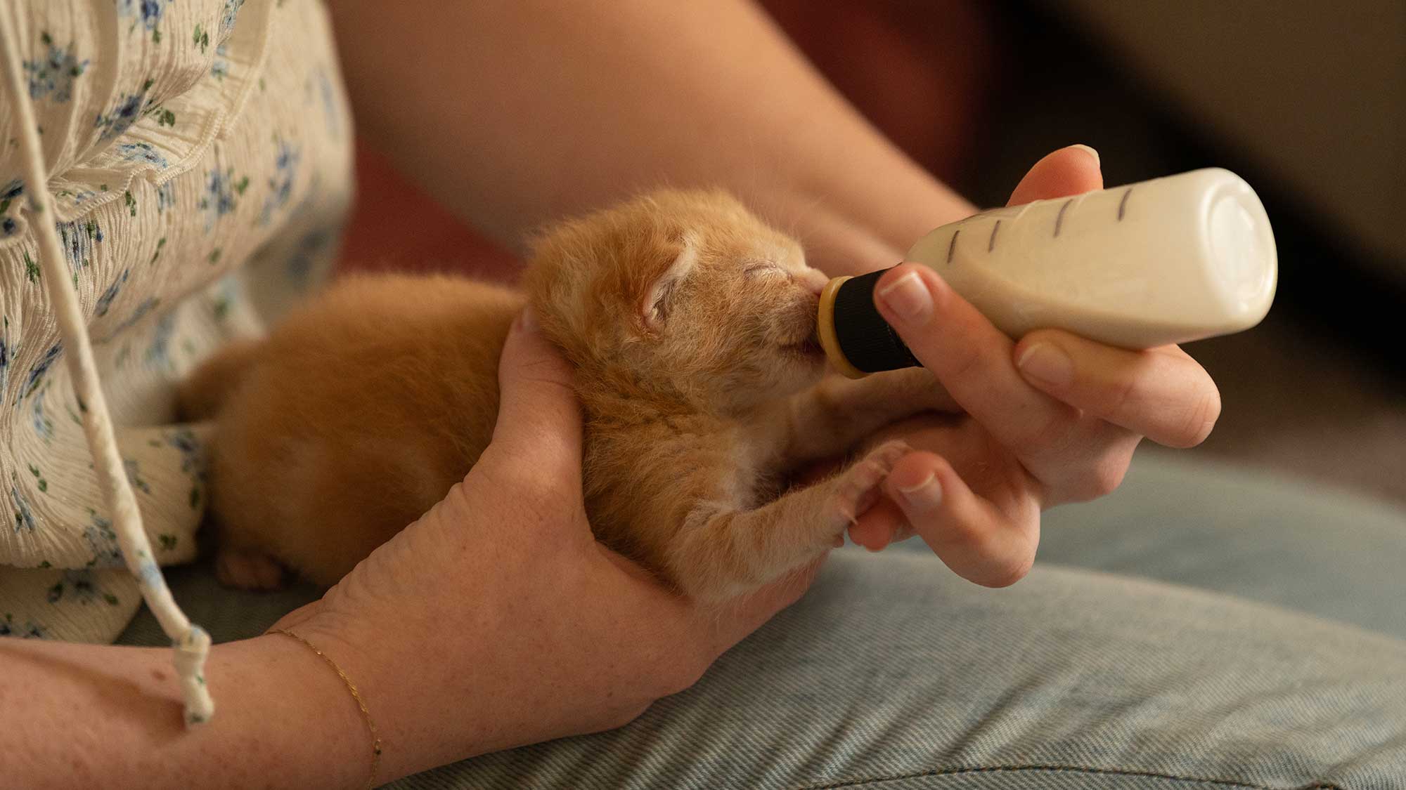 A woman holds a tabby kitten in her hands as it nurses on a small bottle of milk.