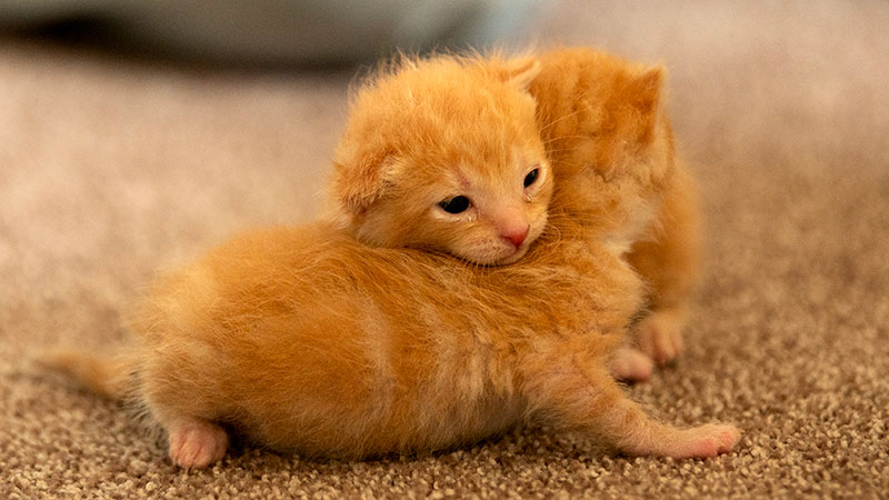 Two tabby kittens play together on a carpet