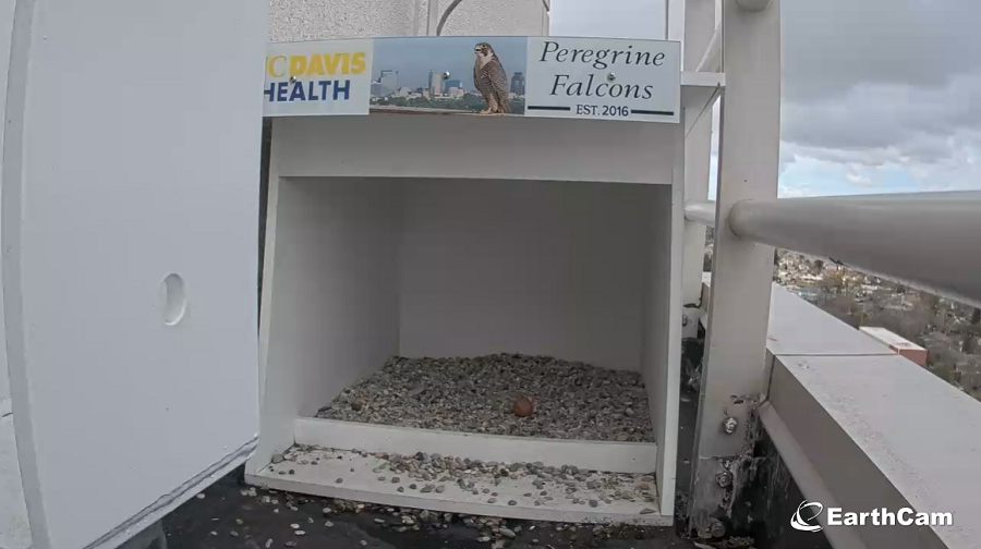 Falcon nest with egg