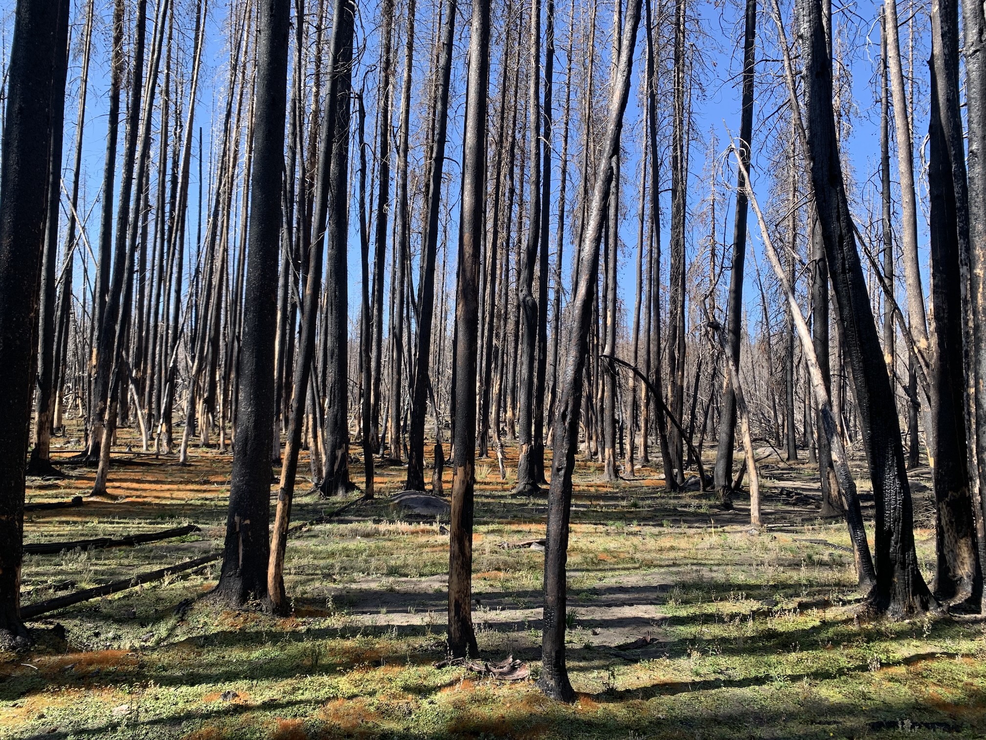 Burned forest with blackened trunks and fresh green regrowth under blue sky