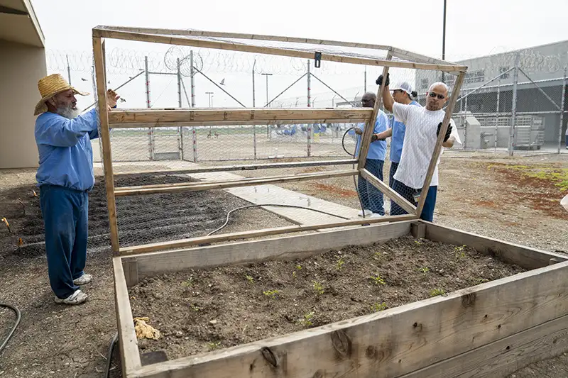 Four people assembling a wooden frame with chicken wire over raised garden beds