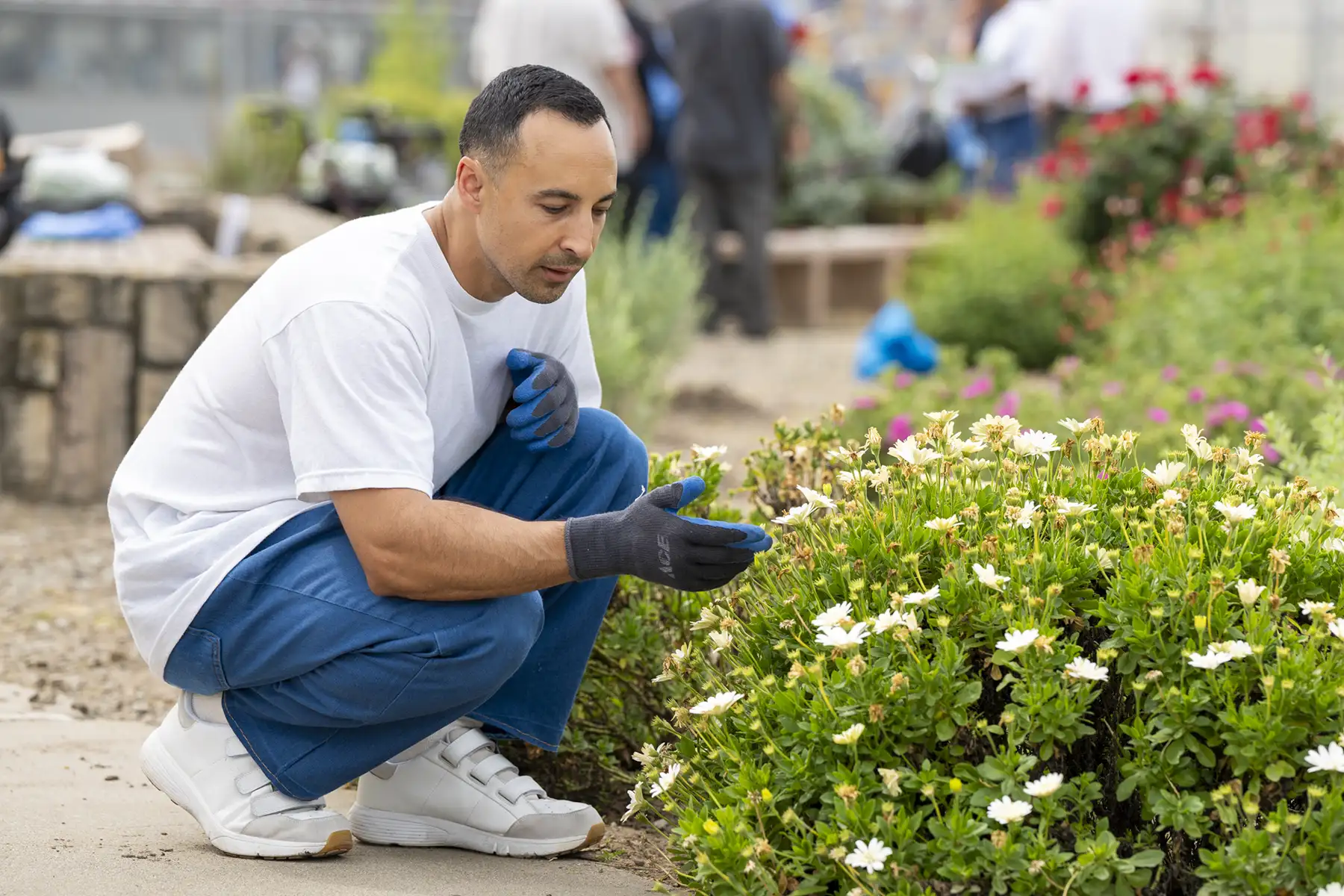 Man kneeling in gloves tending white-flowered shrub in a community garden