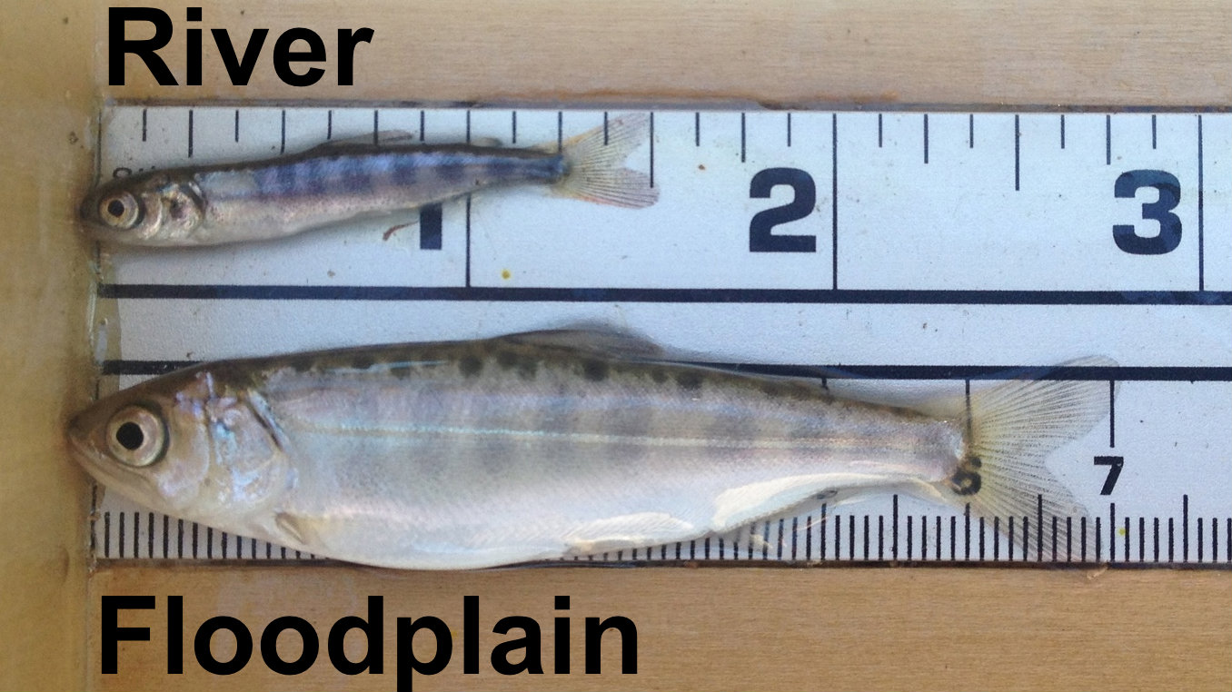 Two fish lie on two rulers. The word "river" is above the small fish on the ruler. The word "floddplain" is below the  much larger fish on the ruler, comparing the effects on their size of where they were reared.