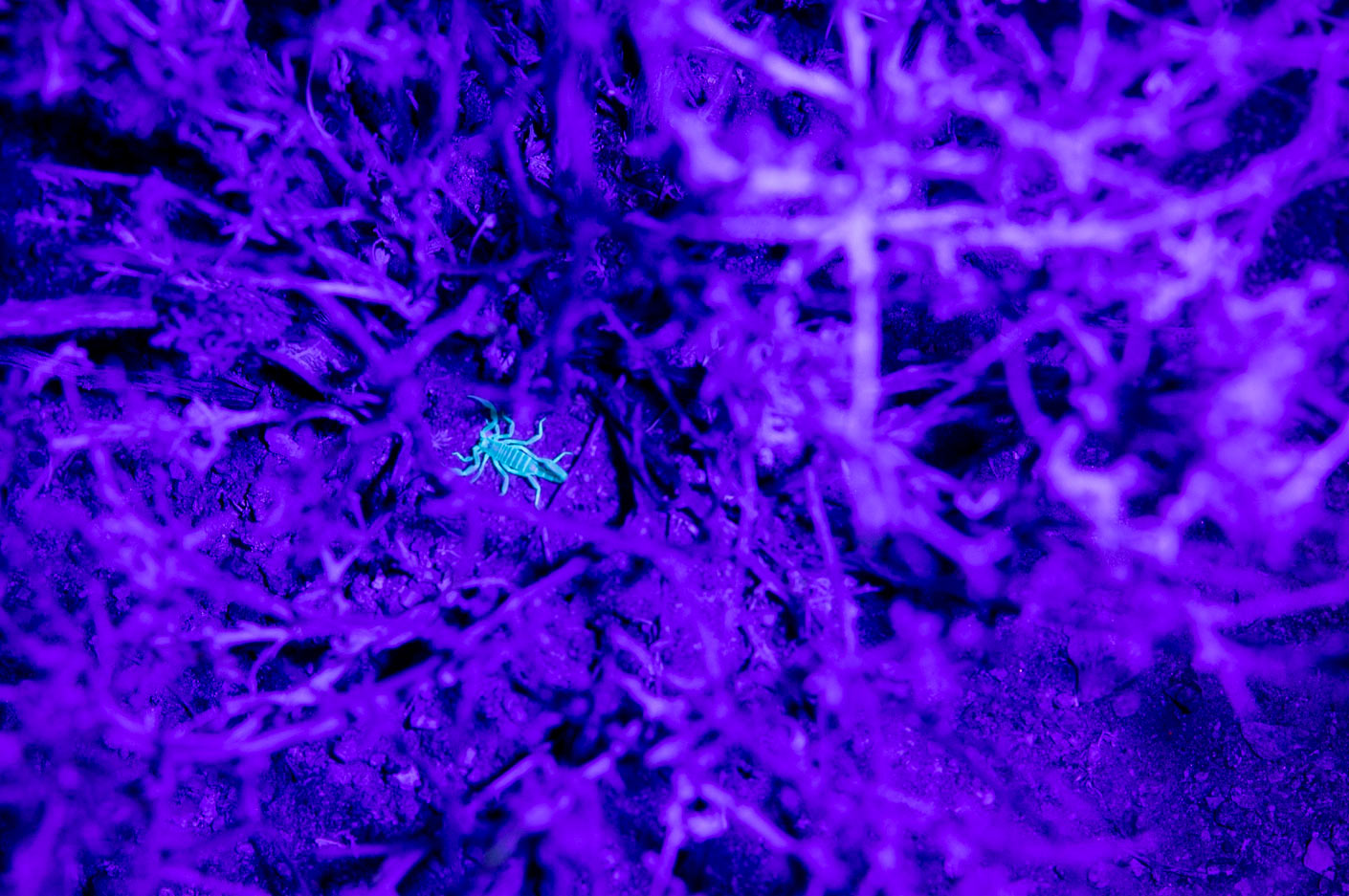 Scorpion under Blacklight in the Mojave Desert