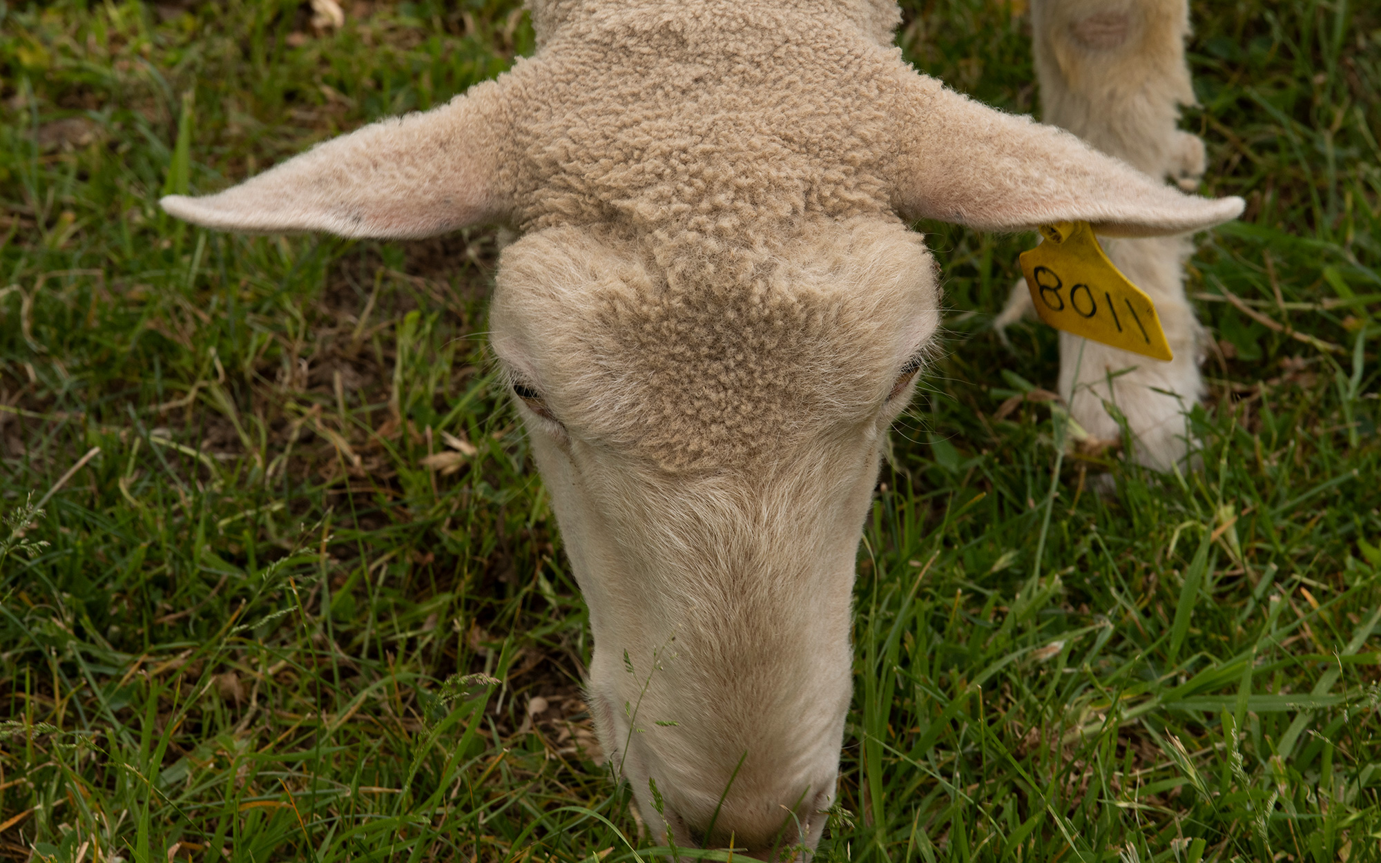 Sheep grazes on the grass