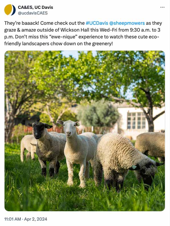 Tweet from @ucdavisCAES with photo of sheep: They’re baaack! Come check out the #UCDavis @sheepmowers as they graze & amaze outside of Wickson Hall this Wed-Fri from 9:30 a.m. to 3 p.m. Don’t miss this “ewe-nique” experience to watch these cute eco-friendly landscapers chow down on the greenery!