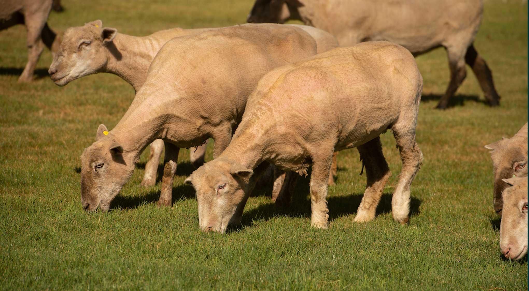 Sheep grazing on campus