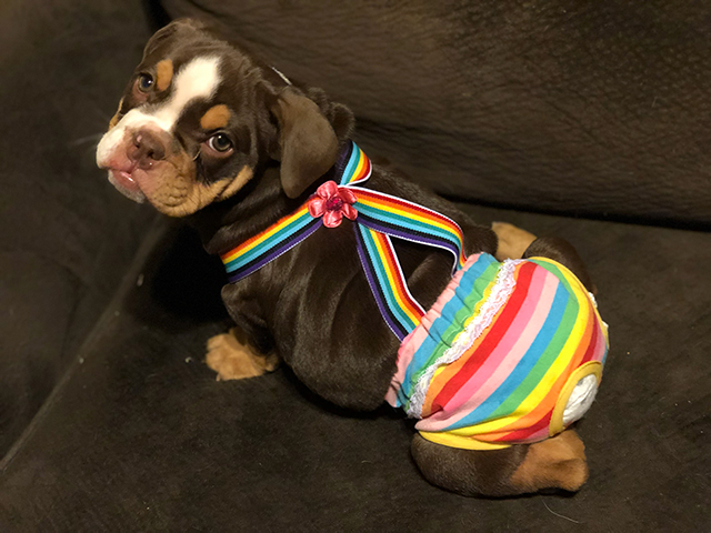 Photo of Myrtle, a brown, tan, and white English bulldog, as a puppy wearing a rainbow outfit