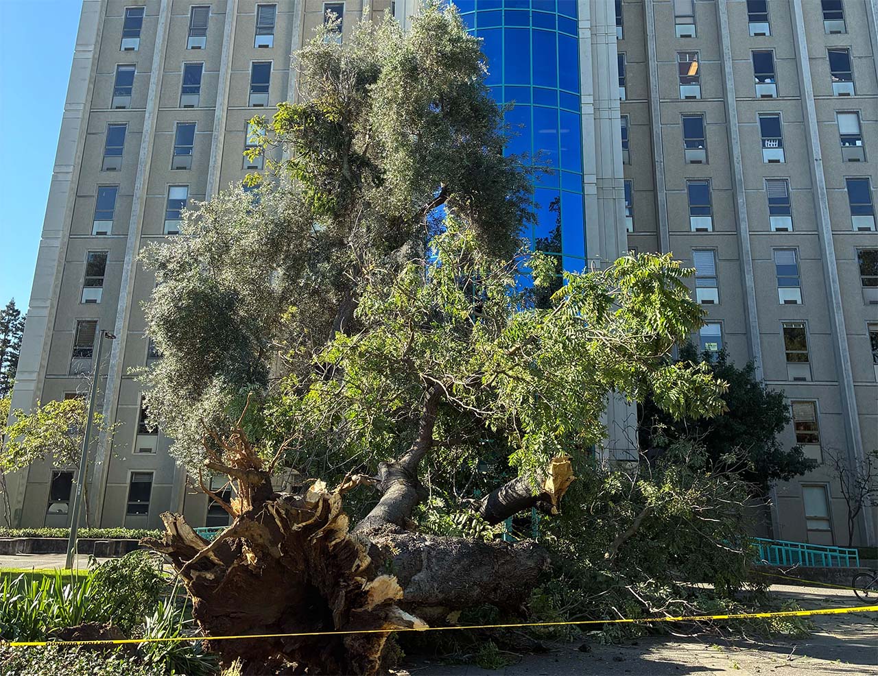 Uprooted mature tree with exposed roots lying on grass before tall building with blue windows
