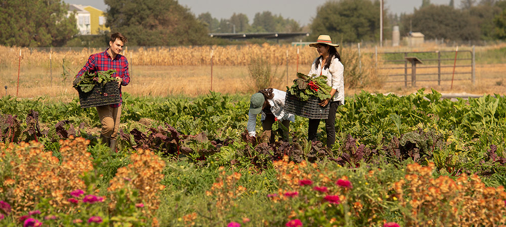 two students working in a field harvesting produce on the student farm.