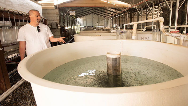A man stands behind a large white tub of recently hatched fish. Hundreds of them are swimming around the filter in the center. He is wearing a white shirt, talking and gesturing toward the tub, and they are in a large metal-roofed shed or industrial facility.