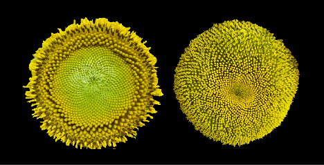 Two yellow sunflower heads against a black background. The flowerhead on left shows concentric rings.