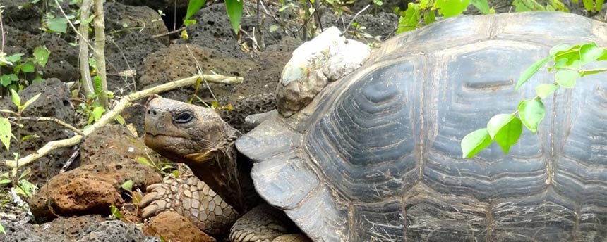 tortoise with a GPS 