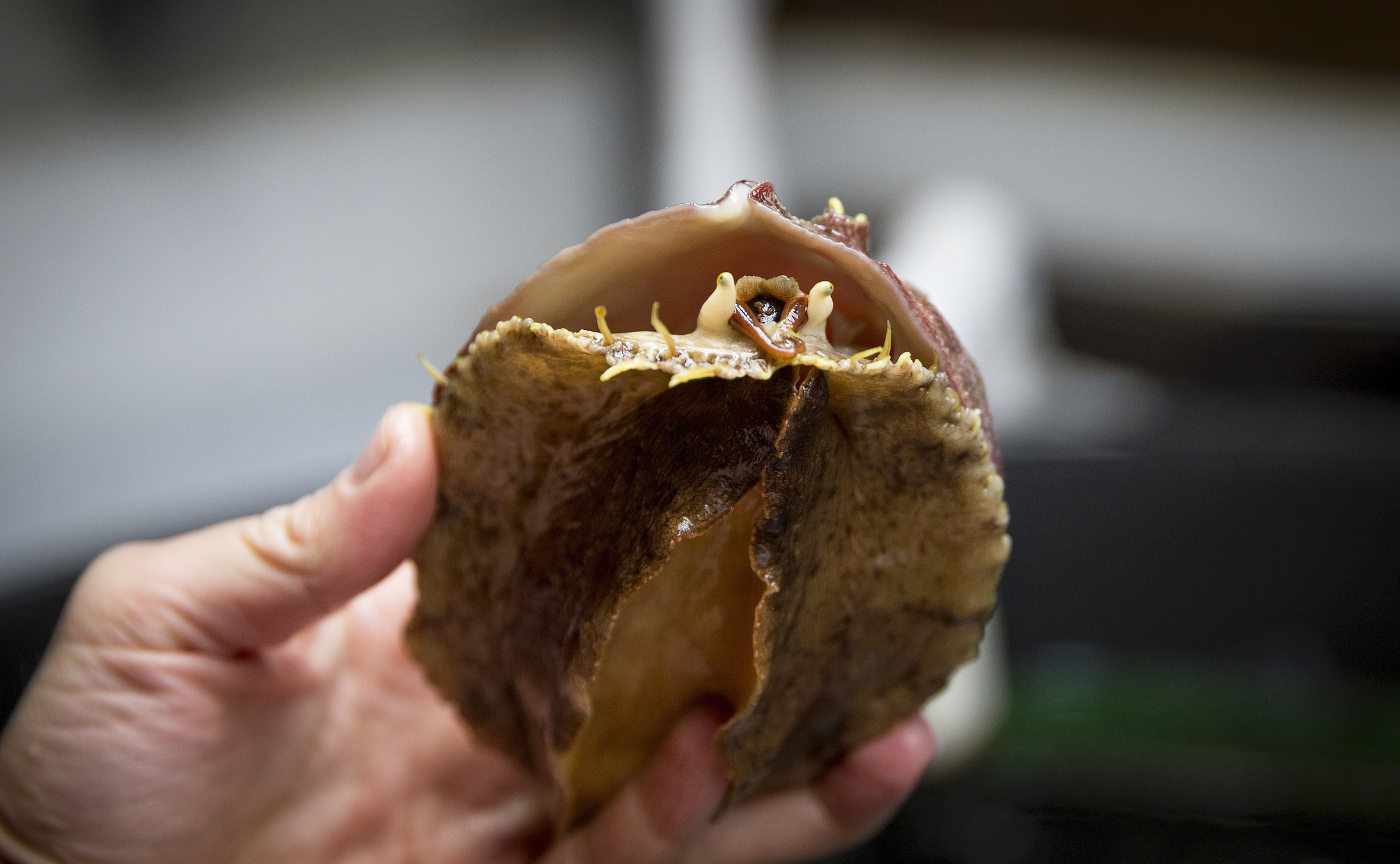 face-up white abalone in person's hands