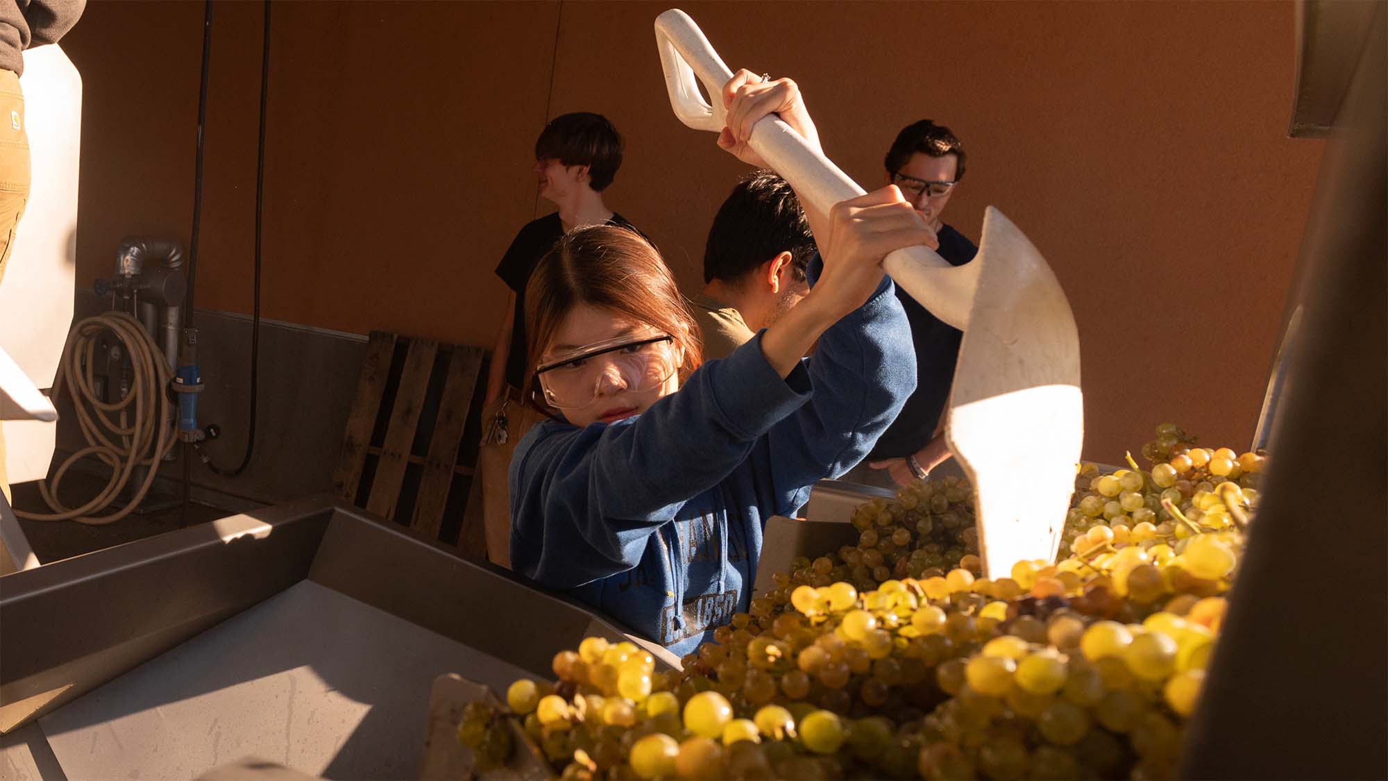 Workers in blue jackets pouring yellow-green grapes into a processing machine