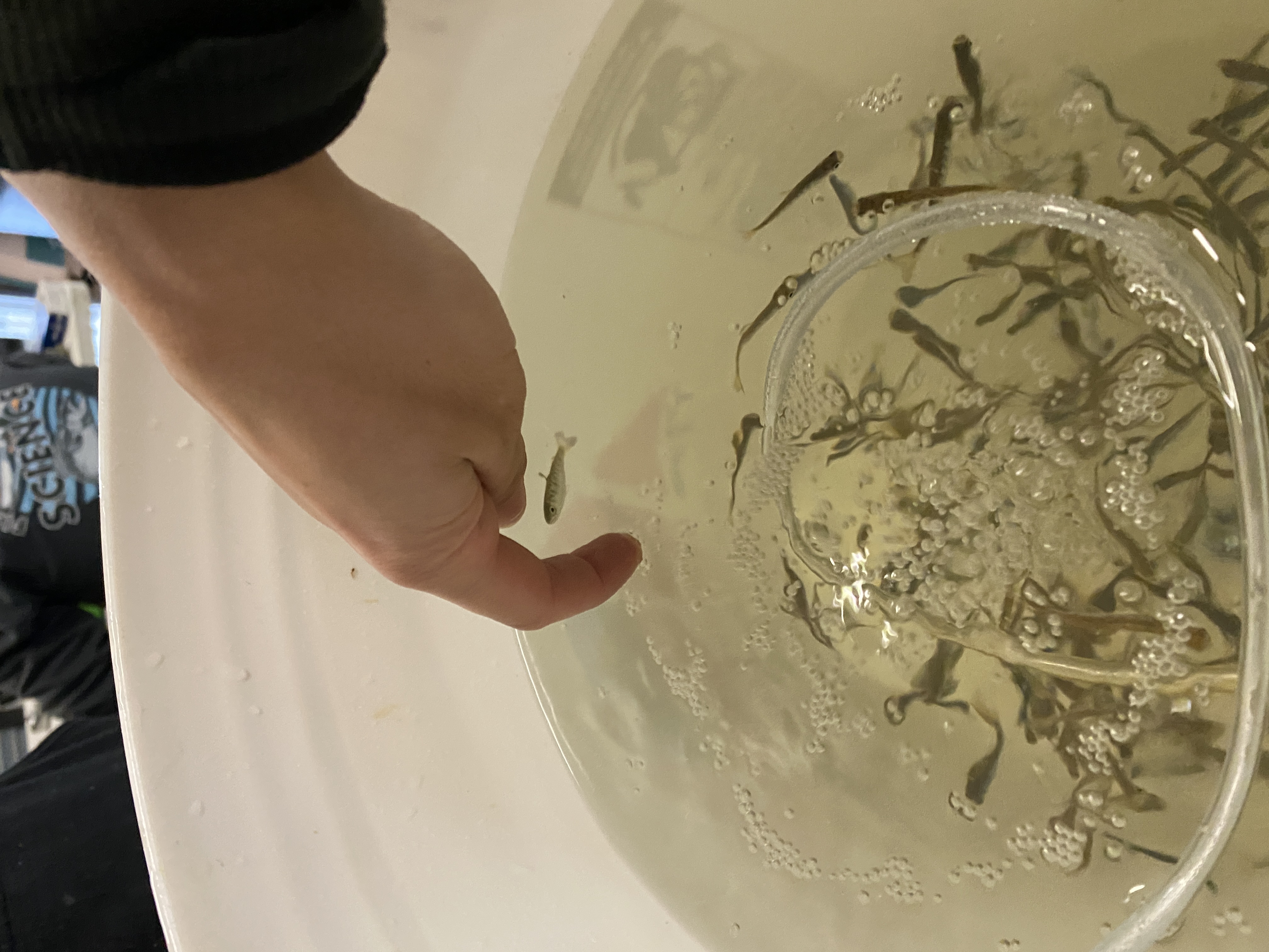 small fish swim in a white bucket while a hand reaches into the water